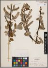 Foto von Salix caprea L.